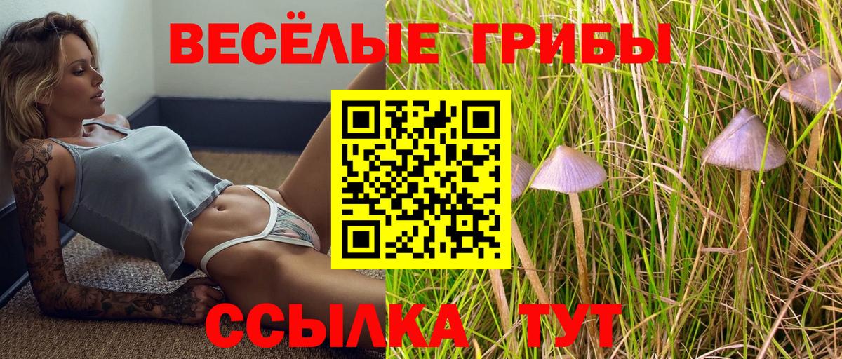 Псилоцибиновые грибы Psilocybe Светлоград